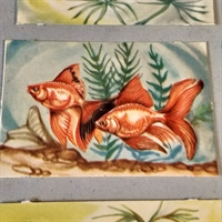 2  naturtro guldfisk, gammelt glansbillede.